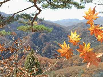 三夏的田间巨变,三夏时节